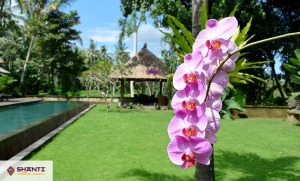 location villa bali bamboo 08