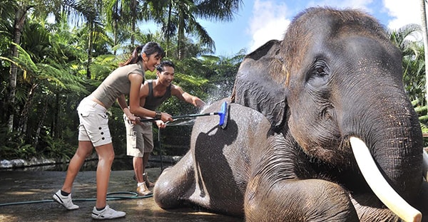 Baignade-elephant-Bali