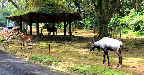 Bali Safari & Marin Park