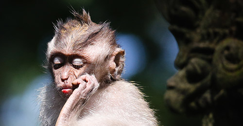 Zoo de Bali - Nuit au Zoo