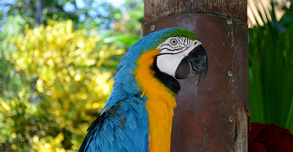 Bali bird & reptil park