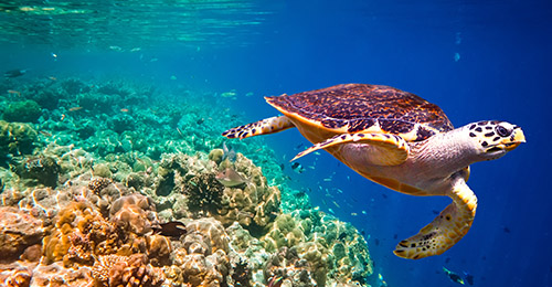 vacances bali fonds marins bali